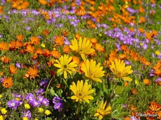 fleurs sauvages de Namaqualand-Afrique 