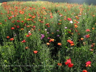 Champ de fleurs sauvages au Parc Corbière  
