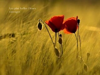 Les plus belles fleurs sauvages 