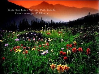 Waterton Lakes National Park-Canada  fleurs sauvages d’ Alberta  