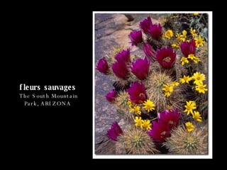 fleurs sauvages   The South Mountain Park, ARIZONA   
