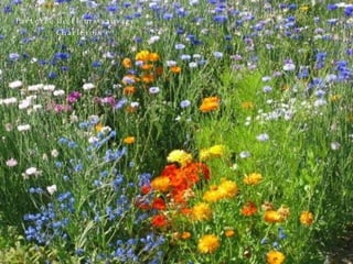Parterre de fleurs sauvages  Charlevoix 