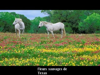 fleurs sauvages   de Texas 