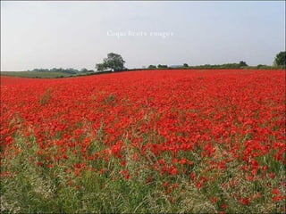 Coquelicots rouges 