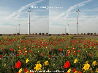 fleurs sauvages  wallonnes  http://www.slideshare.net/Raissa_ro 