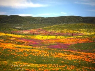 Champ de Fleurs sauvages 