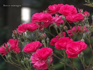 Roses sauvages 