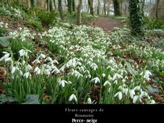 Fleurs sauvages de Roumanie Perce-neige 