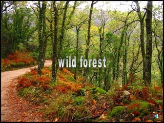 wild forest 