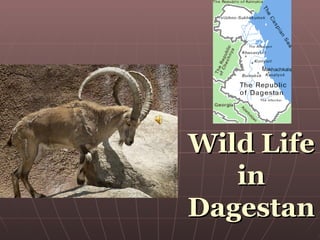 Wild Life in Dagestan 