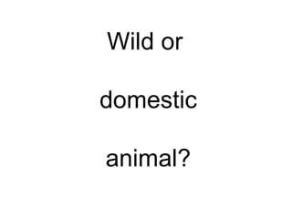 Wild or  domestic animal? 