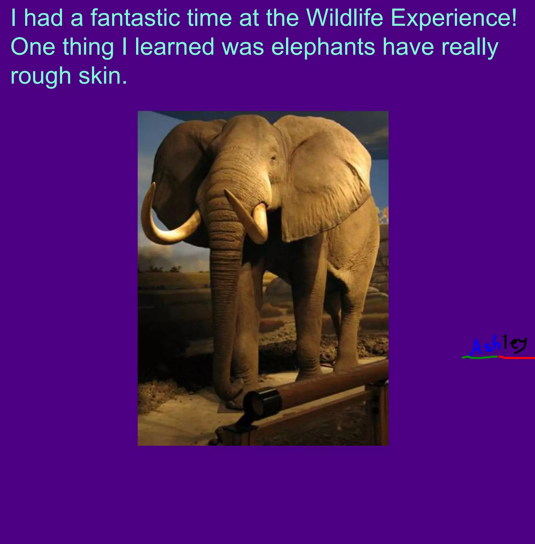 I had a fantastic time at the Wildlife Experience! One thing I learned was elephants have really rough skin.