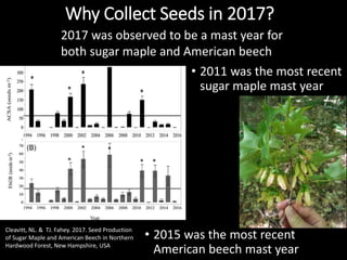 Why Collect Seeds in 2017?
• 2011 was the most recent
sugar maple mast year
Cleavitt, NL. & TJ. Fahey. 2017. Seed Production
of Sugar Maple and American Beech in Northern
Hardwood Forest, New Hampshire, USA
2017 was observed to be a mast year for
both sugar maple and American beech
• 2015 was the most recent
American beech mast year
 