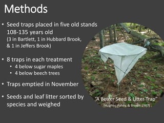Methods
”A Better Seed & Litter Trap”
(Hughes, Fahey, & Brown 1987)
• Seed traps placed in five old stands
108-135 years old
(3 in Bartlett, 1 in Hubbard Brook,
& 1 in Jeffers Brook)
• 8 traps in each treatment
• 4 below sugar maples
• 4 below beech trees
• Traps emptied in November
• Seeds and leaf litter sorted by
species and weighed
 
