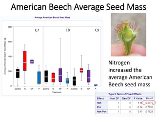 American Beech Average Seed Mass
Nitrogen
increased the
average American
Beech seed mass
C7 C8 C9
 