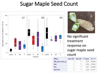 Sugar Maple Seed Count
No significant
treatment
response on
sugar maple seed
count
C7 C8 C9
 