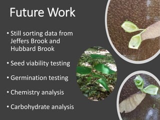 Future Work
• Still sorting data from
Jeffers Brook and
Hubbard Brook
• Seed viability testing
• Germination testing
• Chemistry analysis
• Carbohydrate analysis
 