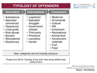 TYPOLOGY OF OFFENDERS
E4J University Module Series
Wildlife, Forest and Fisheries Crime
Module 1: Illicit Markets
Harvesters Intermediarie
s
Consumers
• Subsistence
• Specialist
commercial
• Opportunist
• Local guide
• Rule abuser
• Bycatch
• Recreational
• Reactionary
• Logistician
• Specialist
smuggler
• Government
colluder
• Third party
• Processor
• Launderer
• Vendor
• Medicinal
• Ornamental
• Cultural
• Gift
• Investment
• Recreational
• Animal food
• Construction
materials
• Fuel
• Food
Note: categories are not mutually exclusive
Phelps et al (2016): Typology of key actor roles along wildlife trade
market chains
 