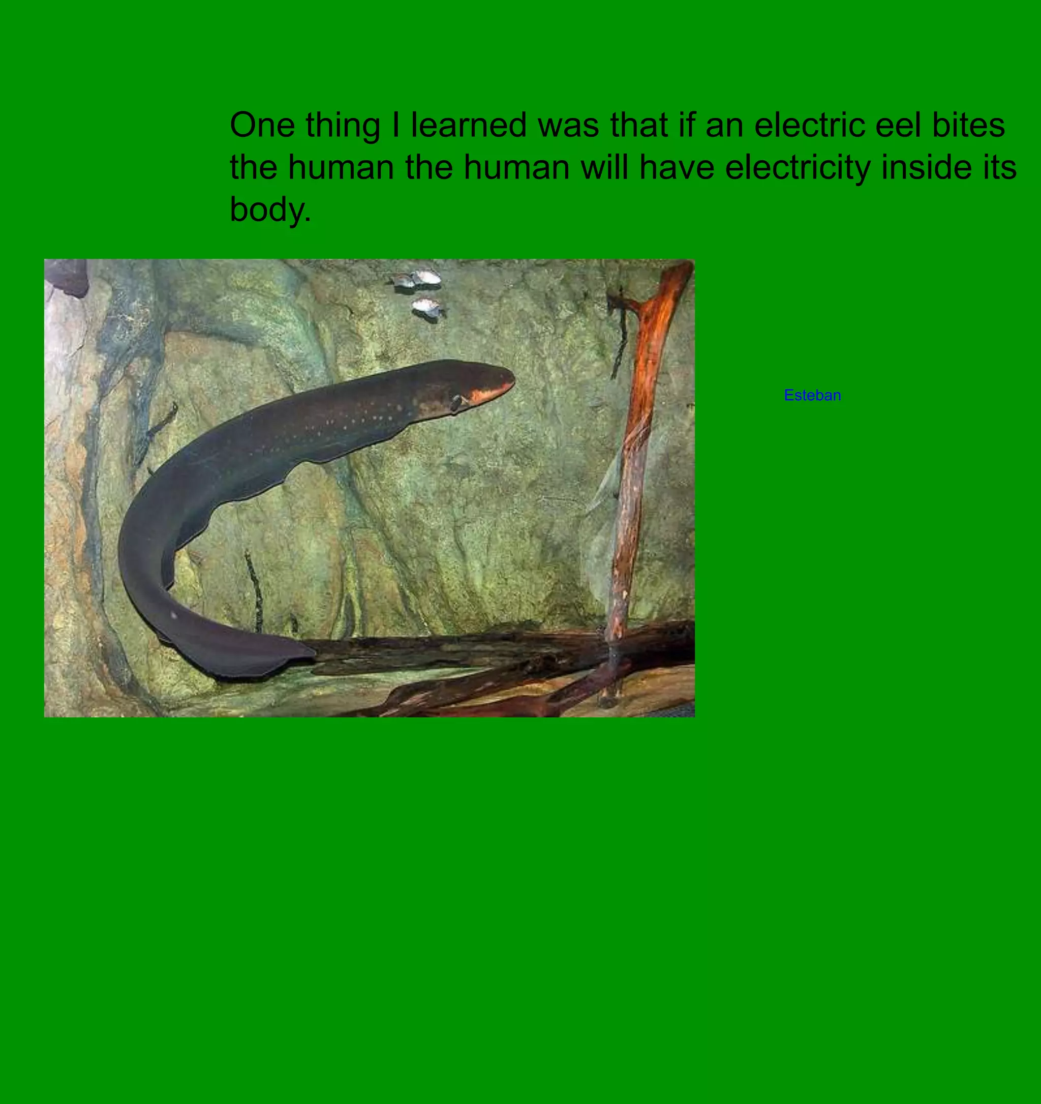 One thing I learned was that if an electric eel bites the human the human will have electricity inside its body.Esteban