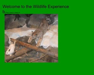 Welcome to the Wildlife Experience by Paul, Kyrel, & Jesus O. 