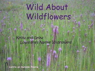 Wild About
Wildflowers
Liatris on Duralde Prairie
Know and Grow
Know and Grow
Louisiana's Native Wildflowers
Louisiana's Native Wildflowers
 