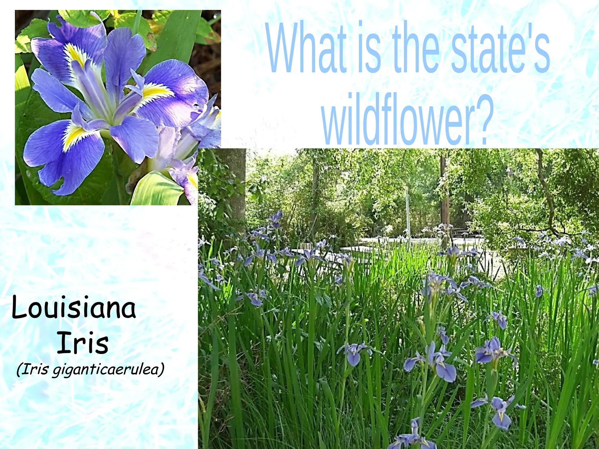 Slide 41