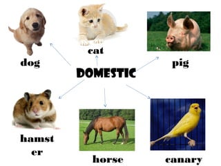 DOMESTIC
dog pig
giraffe
hamst
er
canary
cat
horse