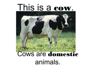 This is a cow.
Cows are domestic
animals.