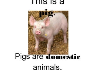 This is a
pig.
Pigs are domestic
animals.