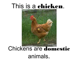 This is a chicken.
Chickens are domestic
animals.