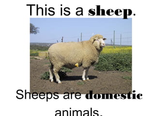 This is a sheep.
Sheeps are domestic