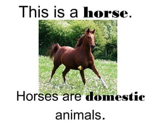 This is a horse.
Horses are domestic
animals.