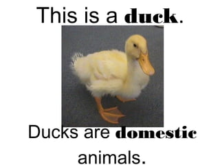 This is a duck.
Ducks are domestic
animals.