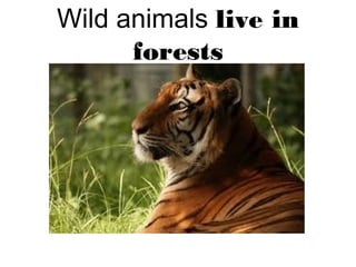 Wild animals live in
forests