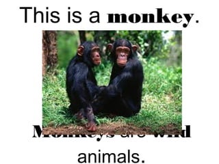 This is a monkey.
Monkeys are wild
animals.
