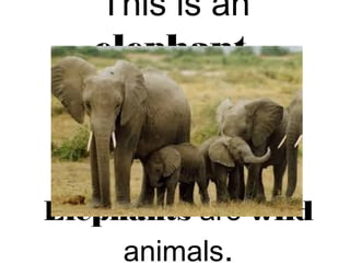 This is an
elephant.
Elephants are wild
animals.