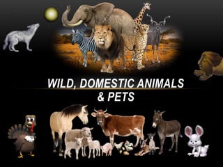 WILD, DOMESTIC ANIMALS
& PETS
 
