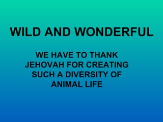 WILD AND WONDERFUL WE HAVE TO THANK JEHOVAH FOR CREATING SUCH A DIVERSITY OF ANIMAL LIFE 