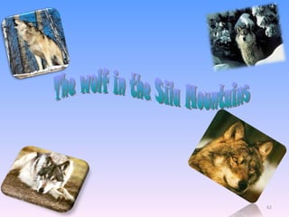 The wolf in the Sila Mountains 