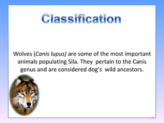 Wolves ( Canis lupus)  are some of the most important animals populating Sila. They  pertain to the Canis genus and are considered dog’s  wild ancestors. 