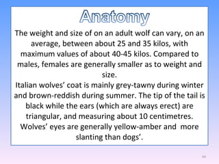   The weight and size of on an adult wolf can vary, on an average, between about 25 and 35 kilos, with maximum values of about 40-45 kilos. Compared to males, females are generally smaller as to weight and size. Italian wolves’ coat is mainly grey-tawny during winter and brown-reddish during summer. The tip of the tail is black while the ears (which are always erect) are triangular, and measuring about 10 centimetres. Wolves’ eyes are generally yellow-amber and  more slanting than dogs’. 