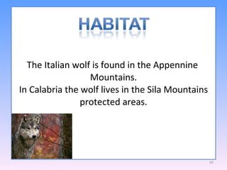 The Italian wolf is found in the Appennine  Mountains. In Calabria the wolf lives in the Sila Mountains protected areas. 