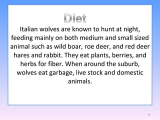 Italian wolves are known to hunt at night, feeding mainly on both medium and small sized animal such as wild boar, roe deer, and red deer hares and rabbit. They eat plants, berries, and herbs for fiber. When around the suburb, wolves eat garbage, live stock and domestic animals. 