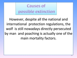 However, despite all the national and international  protection regulations, the wolf  is still nowadays directly persecuted by man  and poaching is actually one of the main mortality factors. 