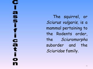 The squirrel, or  Sciurus vulgaris , is a mammal pertaining to the  Rodents  order, the  Sciuromorpha  suborder and the  Sciuridae  family. Classification 