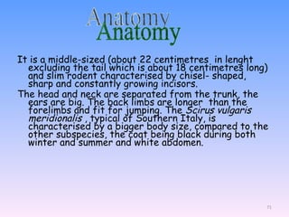 It is a middle-sized (about 22  centimetres   in lenght excluding the tail which is about 18 centimetres long) and slim rodent characterised by chisel- shaped, sharp and constantly growing  incisors. The head and  neck  are  separated from the trunk, the ears  are big. The back  limbs are longer   than the forelimbs and fit for jumping. The  Scirus vulgaris meridionalis  , typical of Southern Italy, is characterised by a bigger body size, compared to the other subspecies, the coat being black during both winter and summer and white abdomen. Anatomy  
