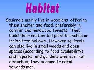 Squirrels mainly live in woodlans  offering them shelter and food, preferably in conifer and hardwood forests.  They build their nest on tall plant branches or inside tree hollows .  However squirrels can also live in small woods and open spaces (according to food availability) and in parks  and gardens where, if not disturbed, they become trustful towards man. Habitat 
