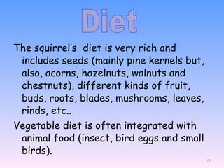The squirrel’s  diet is very rich and includes seeds (mainly pine kernels but, also, acorns, hazelnuts, walnuts and chestnuts), different kinds of fruit, buds, roots, blades, mushrooms, leaves, rinds, etc.. Vegetable diet is often integrated with animal food (insect, bird eggs and small birds).  Diet  
