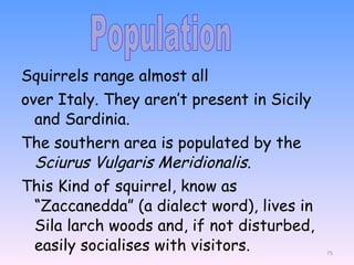 Squirrels range almost all over Italy. They aren’t present in Sicily and Sardinia. The southern area is populated by the  Sciurus Vulgaris Meridionalis . This Kind of squirrel, know as “Zaccanedda” (a dialect word), lives in Sila larch woods and, if not disturbed, easily socialises with visitors.  Population  