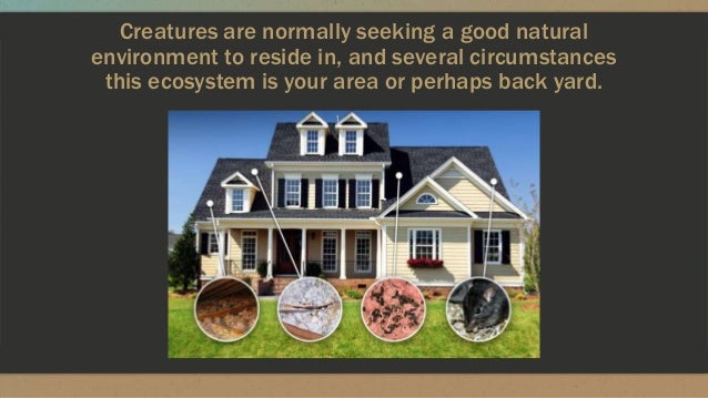 Wild animal removal services